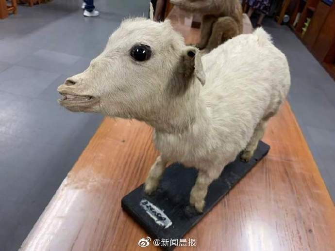 特级|标本师上门“整容手术”即刻安排！102岁特级老师再也不用为60岁的TA们操心了……