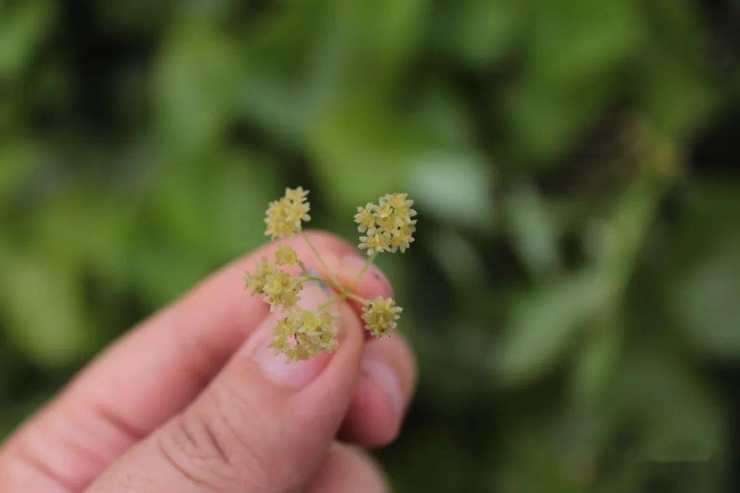 千金藤,秋后有些念想_植物