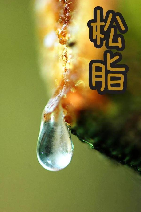 牙齿|古代洁牙工具大揭秘