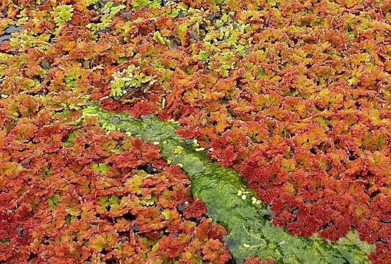 入门级水草—满江红