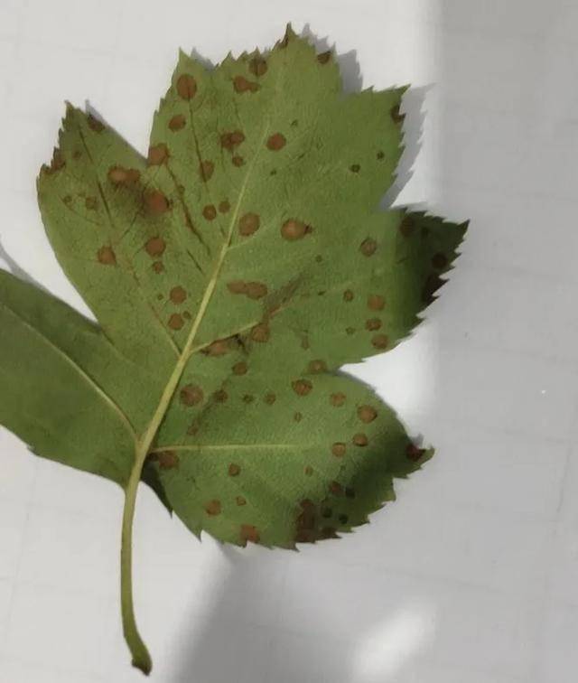 防治对象有梨网蝽,金龟子,吊线虫, 康氏粉蚧,食心虫以及白粉病,叶斑病