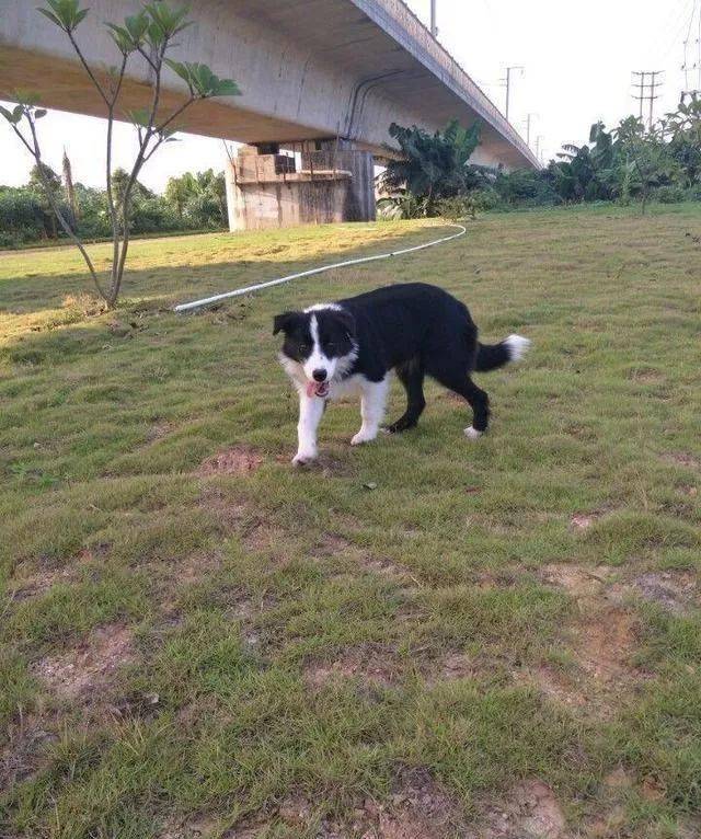 边牧犬世界犬类智商排名第一,网友:小土狗也聪明