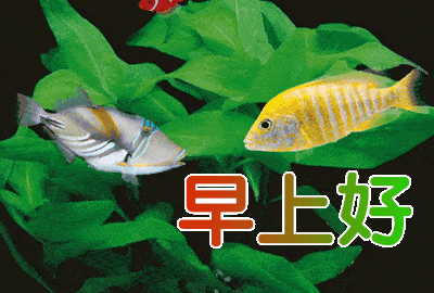 早上好表情动态图片带字,早上好语录图片2020