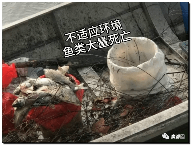 大量死亡:  发烂发臭