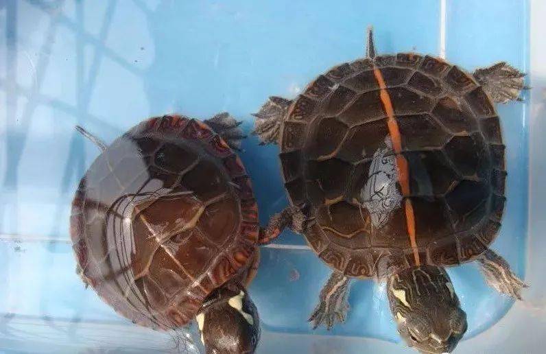 乌龟怎么做好吃 a2c65b6a2da14975b2793204b317c380.jpeg