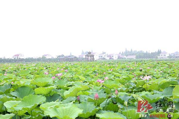 荷你相约安乡县第四届荷花节即将开幕