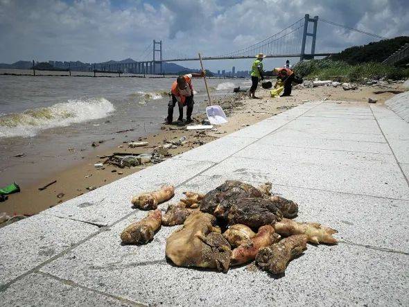 东莞海滩惊现大量猪脚和动物内脏!可能是这样来的……