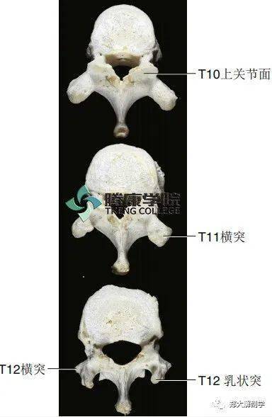 疼痛解剖学|胸椎椎体的功能解剖