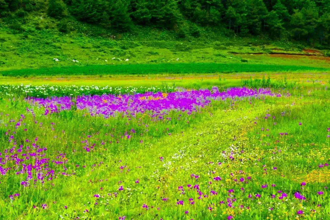 漫山遍野的野花,铺陈盛开