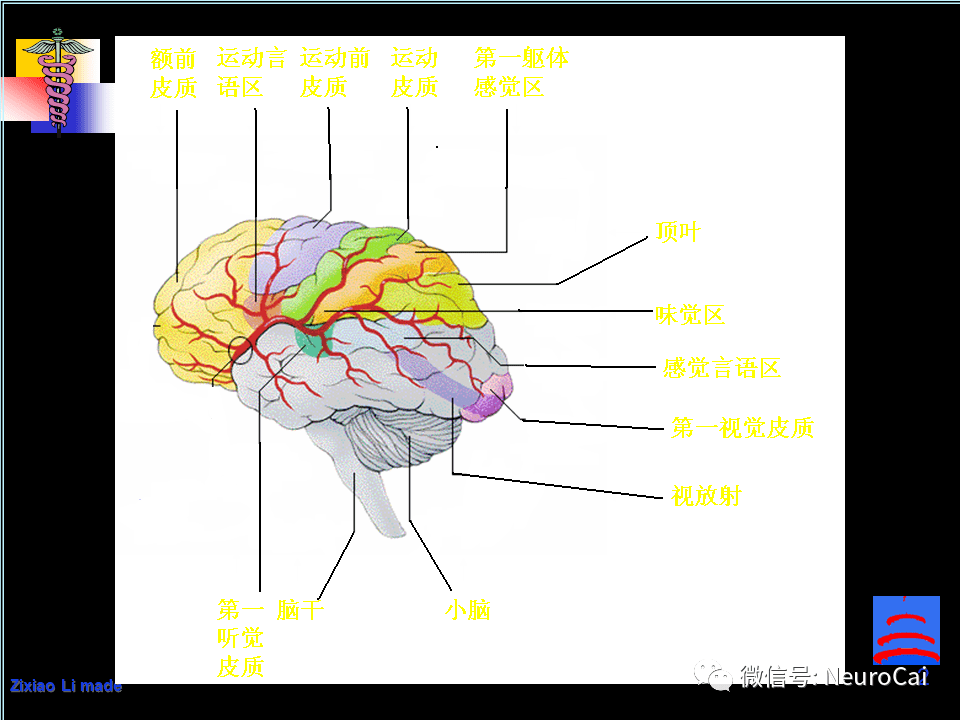 影像解剖 | 脑局部解剖与功能图谱_头皮