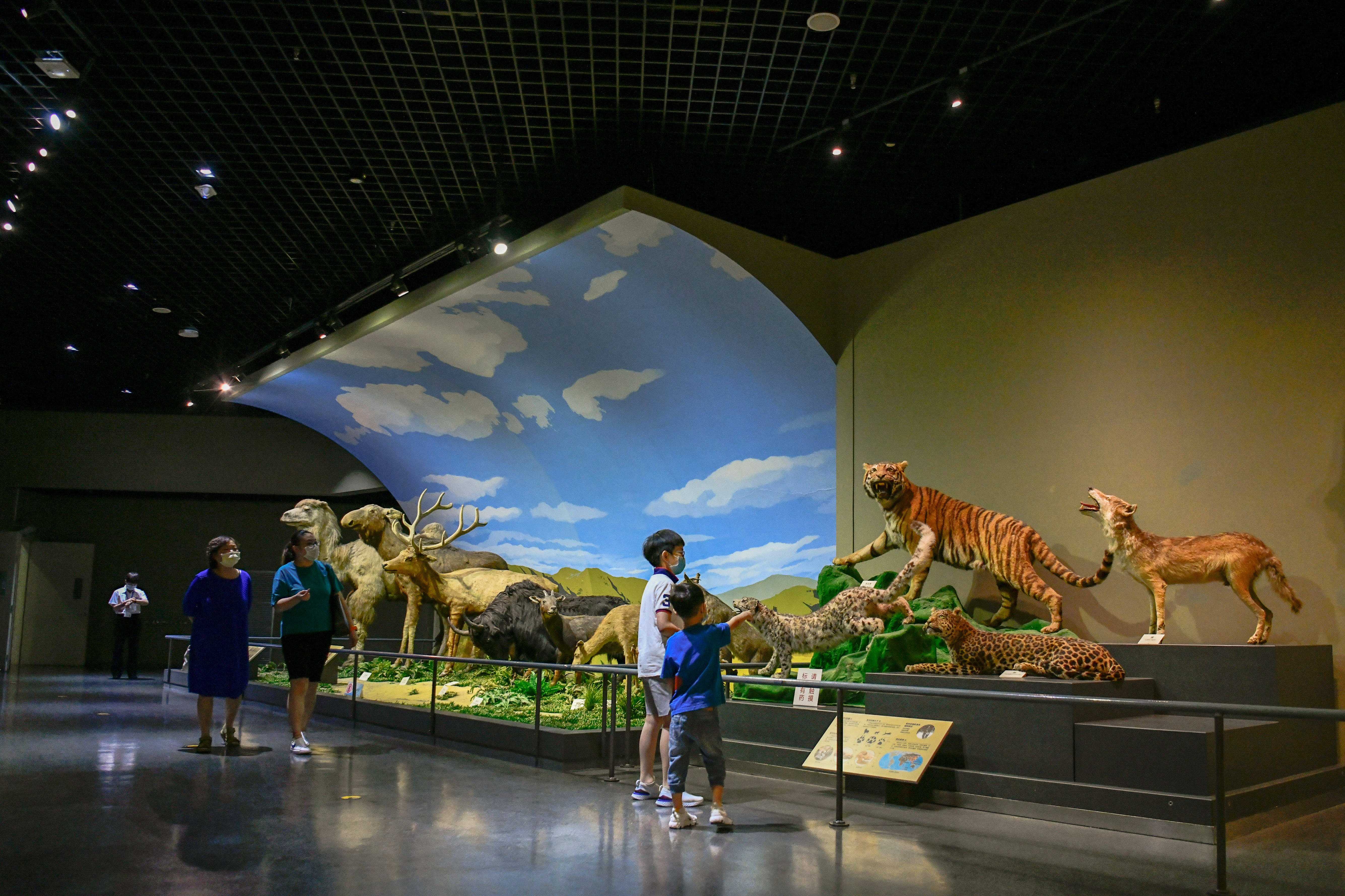 7月14日,小朋友在天津自然博物馆家园·生态展厅参观.