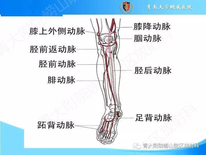 下肢动脉的解剖