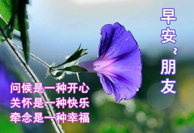 2020最新漂亮早上好问候动态鲜花表情图片,群发的早上