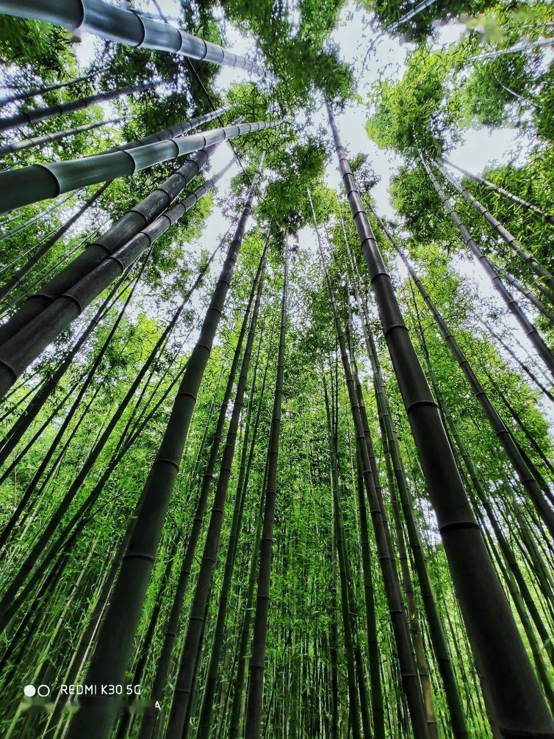 这全得仰仗官桥的山水,参天竹林,大片橡树林.