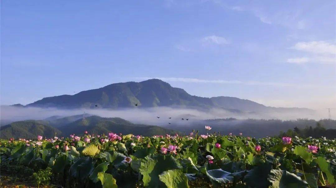 【走向美好】建宁公司:万亩画廊赏荷胜地～建宁坪上梯田莲海,许你一个