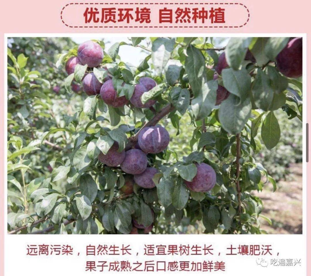 9块8就能买到三斤正宗陕西黑布林!全国包邮!颗颗饱满肥厚多汁!