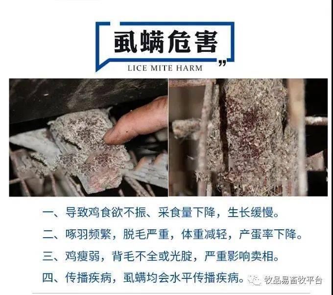 禽乐特效鸡虱净夏天蛋鸡灭鸡虱子螨虫必备