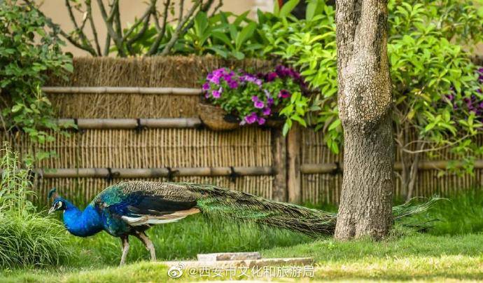 终南|在终南山下，寻找唐诗里最中国的乡村生活