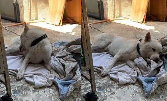 一觉醒来竟然被结扎了狗狗绝望用头撞地生无可恋