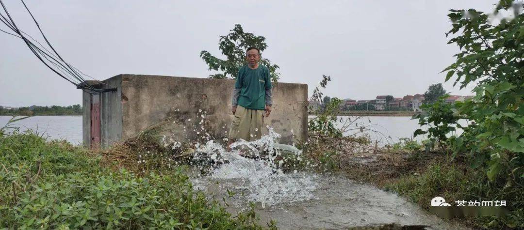 由于连降暴雨,7月10日,陶墩村百里丘畈,罗塘圩畈同时被淹,被两处共800