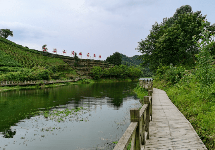 六安西茶谷雨后风光:远山如黛水似镜,茶园葱翠雨飘香