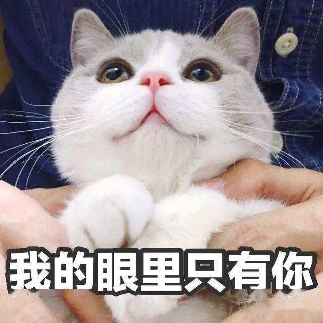 来一波萌猫表情包!被这么可爱的二次元眼神表白,你还忍得住吗