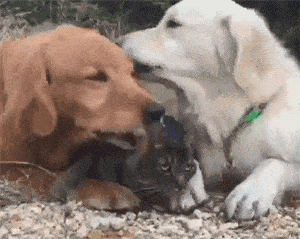 除了胆小鼠辈,汪派还有一些忘记自己属性,投奔与喵星下寻求富贵之徒.