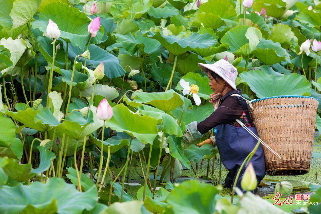 采莲人顶着烈日穿梭荷塘,采摘新鲜莲蓬