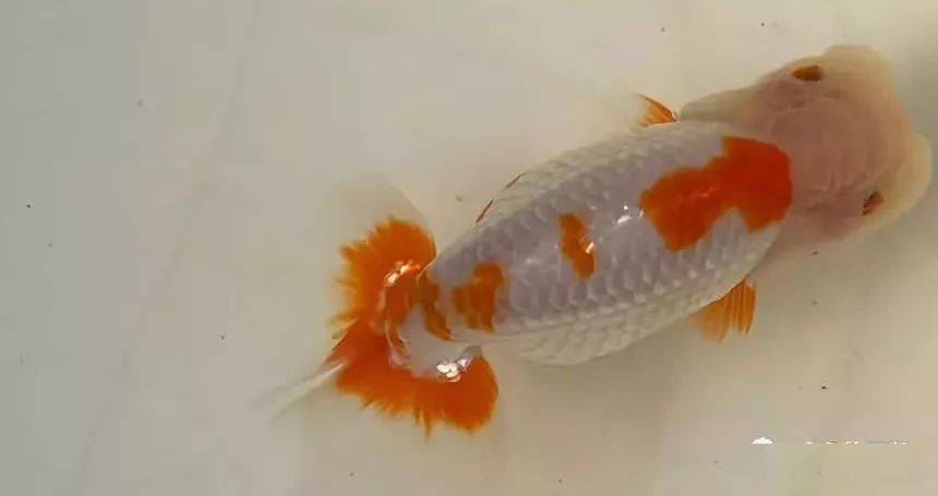 武汉实体渔场:武汉猫狮,皮球珍珠,协会兰寿当岁,宇野青仔热销中!