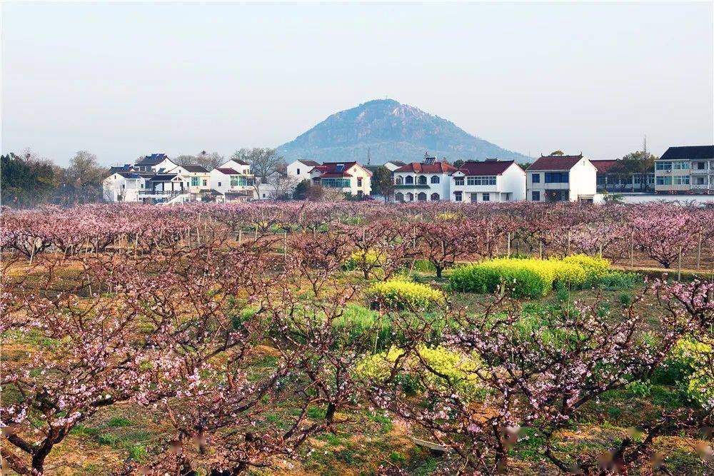 脱贫攻坚成果展 | 惠山区阳山镇桃源村:桃花源里的"致富经"