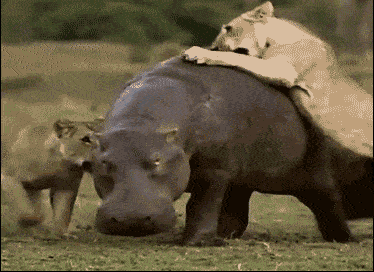 灵玲大百科></p></a>>>河马才是最会骗人的动物!_皮肤