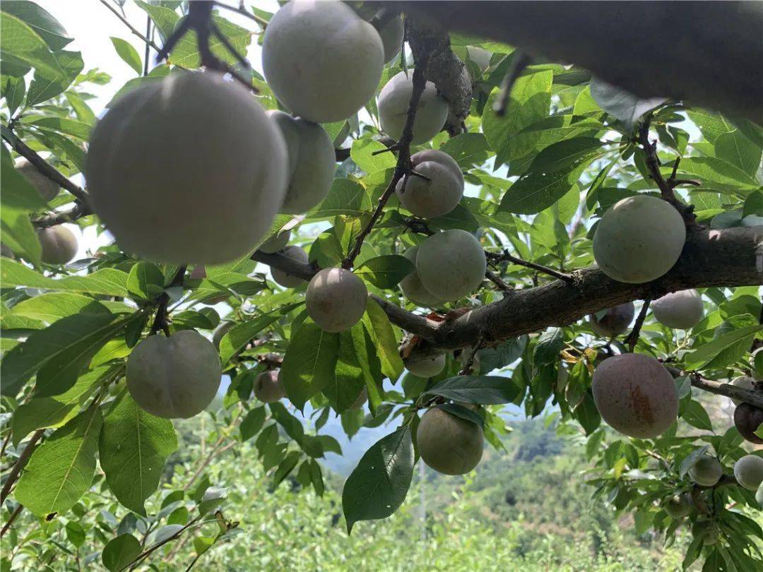永泰这里的芙蓉李可以采摘啦~约吗?