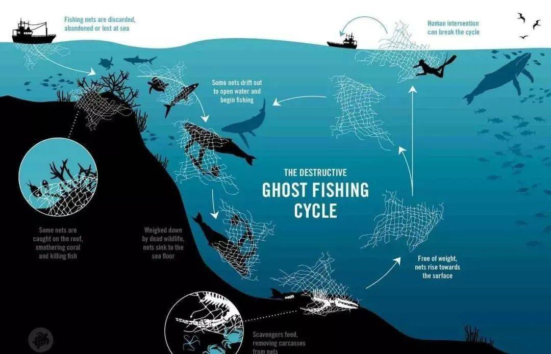 海洋生物要逃脱幽灵渔具,必须从源头上减少幽灵渔具.