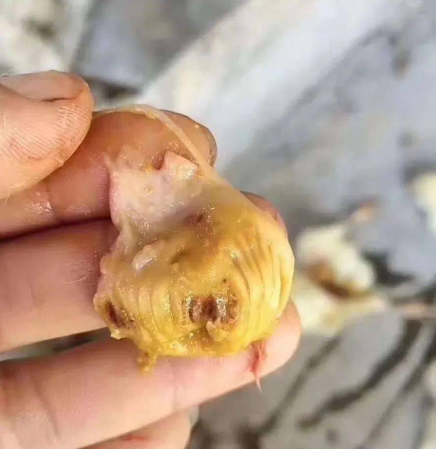肉鸡腺肌胃炎,考虑这5点去防治,能解决90%养殖户的问题!