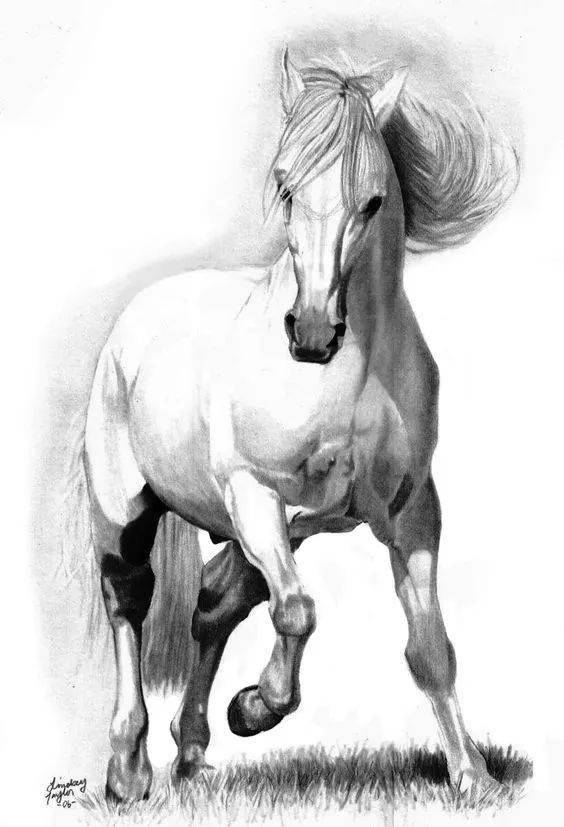 " 这里分享一组关于马的素描作品 每一幅都英俊潇洒 500多门 课程