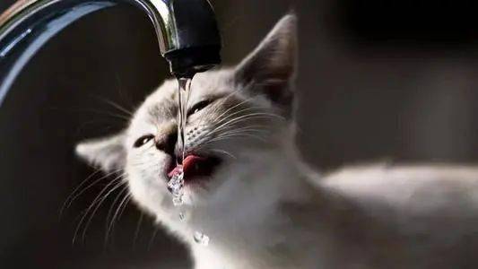 猫咪眼里的水龙头——自动喝水神器
