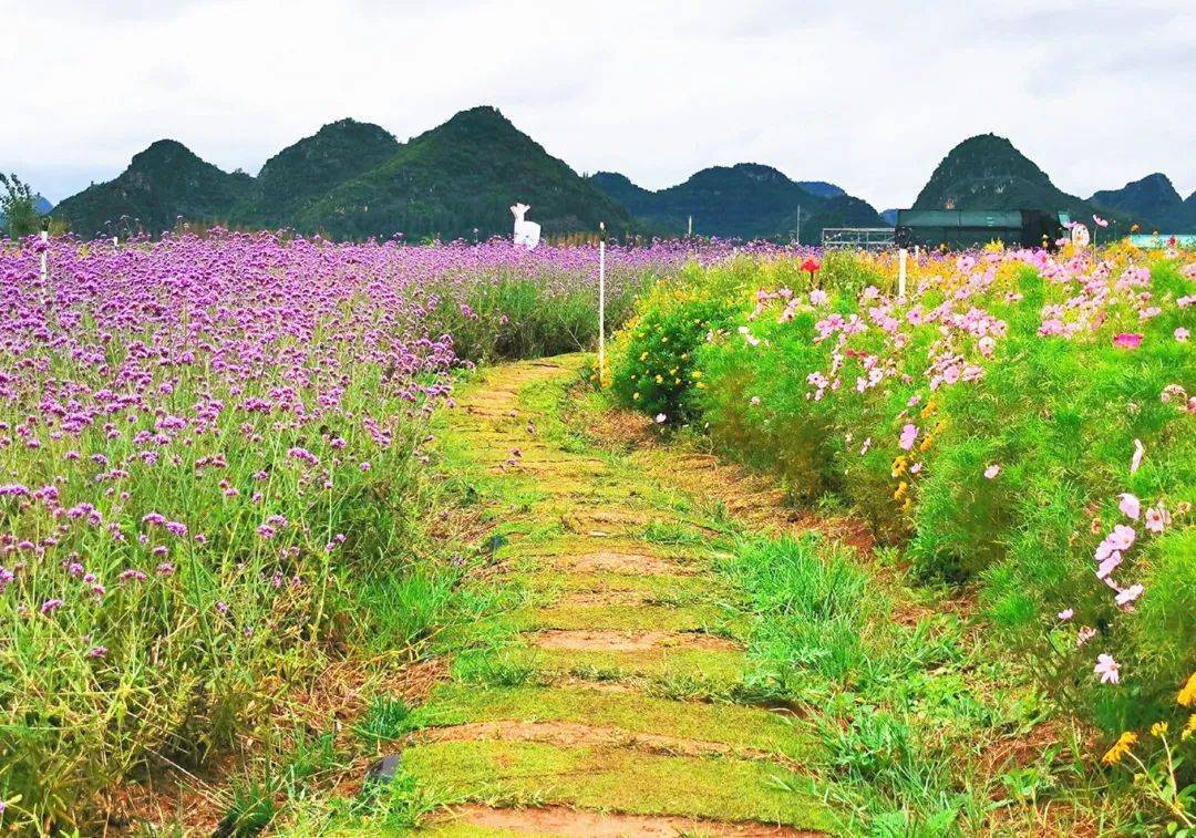 湖畔花田繁花似锦向日葵花海带你领略田园美景