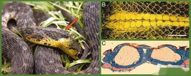 毒性堪比"五步蛇"却被说是无毒蛇?常见的奇特毒蛇:虎斑颈槽蛇