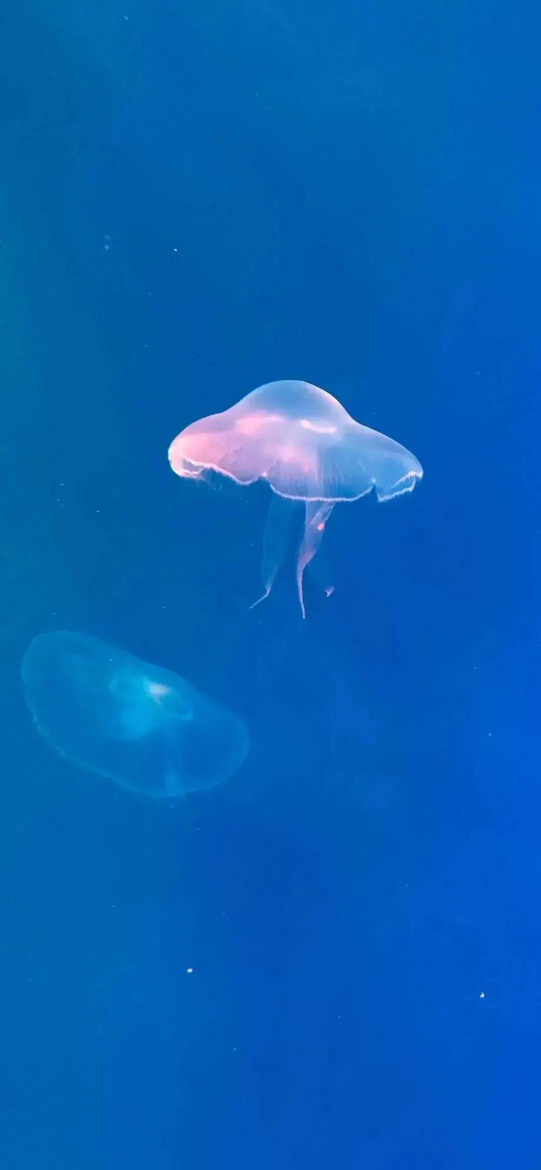 蓝色系壁纸 | 有趣的灵魂终会遇见