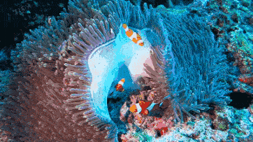 快来温州极地海洋世界开启海洋奇妙夜吧