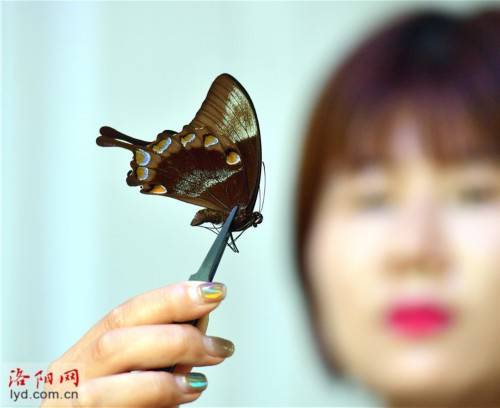 蝴蝶|洛阳一对夫妻把兴趣变为生意：制作蝴蝶标本 创造幸福生活