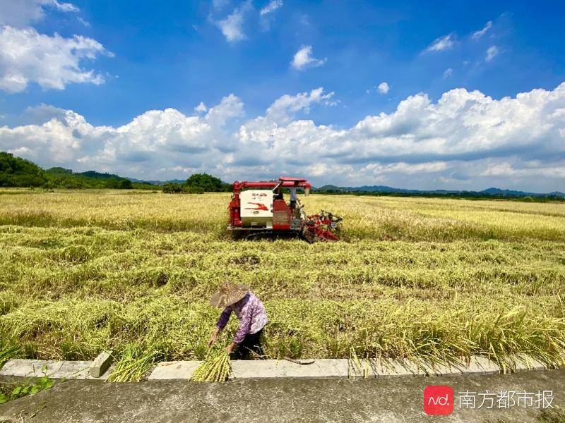 种植|广州早稻收割季：“从化香米”迎丰收，农忙季农民却很清闲