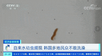虫子|惊人！恐慌蔓延！韩国自来水频现幼虫，肉眼可见！滋生幼虫的温床或是…
