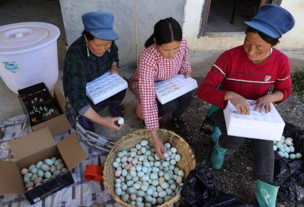 种养殖|高原彝乡：“飞鸡”孵出“致富蛋”