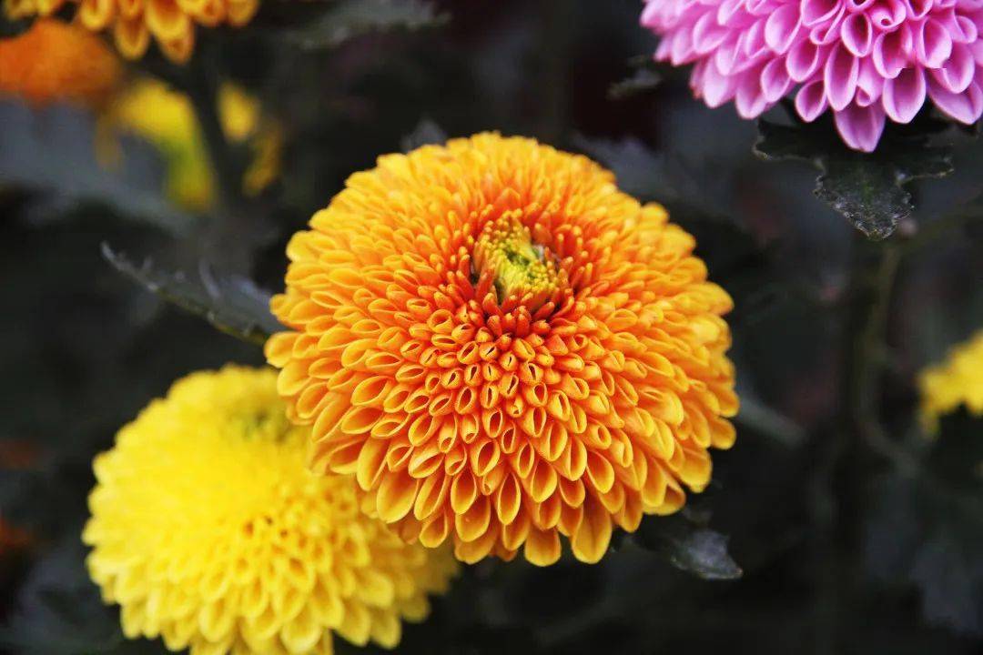 乒乓菊的花骨朵描写