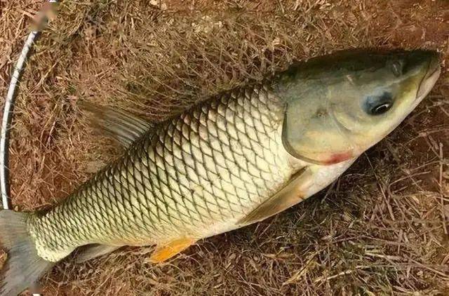 草鱼|自从用了这草鱼钓法后，都佩服得五体投地不是我吹