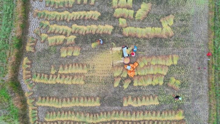 道县|湖南道县：田间“双抢”忙