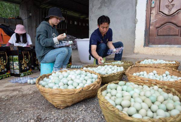 种养殖|高原彝乡：“飞鸡”孵出“致富蛋”