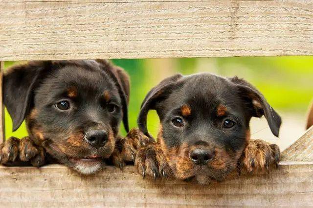盘点世界最名贵的十大狗犬种排行榜,藏獒只排第三