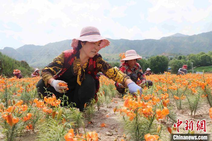 张海山|青海“光辉村”迎“光辉时代”：从“广种薄收”到特色种植
